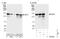 Nuclear Transcription Factor, X-Box Binding 1 antibody, NBP1-49933, Novus Biologicals, Western Blot image 