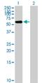 F-Box Protein 3 antibody, H00026273-B01P, Novus Biologicals, Western Blot image 
