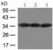 CCAAT Enhancer Binding Protein Beta antibody, TA322657, Origene, Western Blot image 