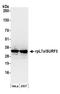 Ribosomal Protein L7a antibody, NB100-2277, Novus Biologicals, Western Blot image 