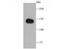 Complement Factor H antibody, NBP2-66999, Novus Biologicals, Western Blot image 
