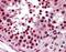 KH-Type Splicing Regulatory Protein antibody, orb89736, Biorbyt, Immunohistochemistry paraffin image 