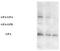 Glycophorin A (MNS Blood Group) antibody, AP31671PU-N, Origene, Western Blot image 