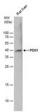 GSF antibody, PA5-78024, Invitrogen Antibodies, Western Blot image 