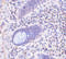 Leucine Rich Repeat Containing 1 antibody, 3001, ProSci, Immunohistochemistry paraffin image 