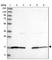 Rho GTPase-activating protein 26 antibody, HPA035106, Atlas Antibodies, Western Blot image 