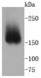 Integrin Subunit Alpha 2 antibody, NBP2-67691, Novus Biologicals, Western Blot image 