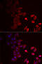 P2X purinoceptor 4 antibody, 22-402, ProSci, Immunofluorescence image 