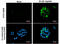 p21 antibody, GTX112898, GeneTex, Immunofluorescence image 