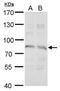 Syntrophin gamma 2 antibody, NBP2-43799, Novus Biologicals, Western Blot image 