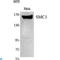 Structural Maintenance Of Chromosomes 1A antibody, LS-C813120, Lifespan Biosciences, Western Blot image 