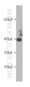HLA class I histocompatibility antigen, B-8 alpha chain antibody, 17260-1-AP, Proteintech Group, Western Blot image 
