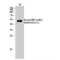 Forkhead Box A1 antibody, LS-C380575, Lifespan Biosciences, Western Blot image 