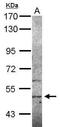 Sialic Acid Binding Ig Like Lectin 12 (Gene/Pseudogene) antibody, PA5-31457, Invitrogen Antibodies, Western Blot image 