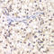 Upstream Transcription Factor 1 antibody, A02500, Boster Biological Technology, Immunohistochemistry frozen image 
