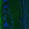 Immediate Early Response 5 antibody, NBP1-85935, Novus Biologicals, Immunohistochemistry frozen image 