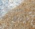 Monocarboxylate transporter 1 antibody, A3013, ABclonal Technology, Immunohistochemistry paraffin image 