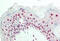 Proliferation Marker IPO-38 antibody, MBS249031, MyBioSource, Immunohistochemistry frozen image 