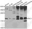 RAC3 antibody, A7498, ABclonal Technology, Western Blot image 