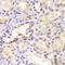 Proteasome 26S Subunit, ATPase 6 antibody, 19-626, ProSci, Immunohistochemistry frozen image 