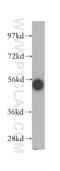 Double-stranded RNA-binding protein Staufen homolog 1 antibody, 14225-1-AP, Proteintech Group, Western Blot image 