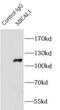 Microtubule Associated Monooxygenase, Calponin And LIM Domain Containing 1 antibody, FNab05177, FineTest, Immunoprecipitation image 