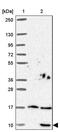 Small Nuclear Ribonucleoprotein Polypeptide G antibody, PA5-64155, Invitrogen Antibodies, Western Blot image 