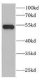 Chromosome 6 Open Reading Frame 15 antibody, FNab01126, FineTest, Western Blot image 