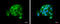 Argonaute RISC Catalytic Component 2 antibody, GTX131422, GeneTex, Immunofluorescence image 