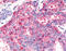 Hepatocyte Nuclear Factor 4 Gamma antibody, TA316895, Origene, Immunohistochemistry frozen image 