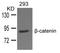 Catenin Beta 1 antibody, AP26073PU-S, Origene, Western Blot image 