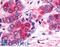 CHN antibody, LS-A2328, Lifespan Biosciences, Immunohistochemistry frozen image 