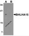 Class A basic helix-loop-helix protein 15 antibody, 7529, ProSci, Western Blot image 