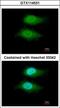 Von Willebrand Factor A Domain Containing 5A antibody, GTX114531, GeneTex, Immunocytochemistry image 