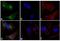 Rabbit IgG antibody, 31584, Invitrogen Antibodies, Immunofluorescence image 