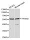 Peroxisome Proliferator Activated Receptor Delta antibody, STJ27623, St John