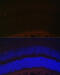 11-cis retinol dehydrogenase antibody, 23-369, ProSci, Immunofluorescence image 