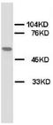 Cholinergic Receptor Nicotinic Alpha 1 Subunit antibody, AP23320PU-N, Origene, Western Blot image 