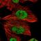 Family With Sequence Similarity 91 Member A1 antibody, HPA027978, Atlas Antibodies, Immunofluorescence image 