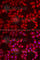 BRCA1 Associated Protein 1 antibody, A6533, ABclonal Technology, Immunofluorescence image 