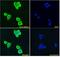 Interferon Regulatory Factor 2 Binding Protein 1 antibody, 42-441, ProSci, Enzyme Linked Immunosorbent Assay image 