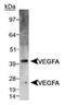 VEGF antibody, PA1-16948, Invitrogen Antibodies, Western Blot image 