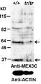 RNA-binding protein MEX3C antibody, AP32849PU-N, Origene, Western Blot image 