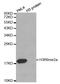 Histone H3.1t antibody, STJ24013, St John