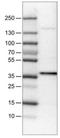 Ubiquitin carboxyl-terminal hydrolase 46 antibody, NBP2-30417, Novus Biologicals, Western Blot image 