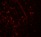 DEAD-Box Helicase 41 antibody, 7349, ProSci, Immunofluorescence image 