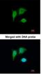 Quinone oxidoreductase PIG3 antibody, NBP1-33237, Novus Biologicals, Immunocytochemistry image 