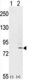 Fibroblast Growth Factor Receptor 1 antibody, AP51662PU-N, Origene, Western Blot image 