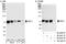 Kntc2 antibody, A300-771A, Bethyl Labs, Western Blot image 
