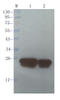 C-C Motif Chemokine Ligand 5 antibody, orb256342, Biorbyt, Western Blot image 